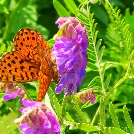 Lejlighed La Petite Rose Limone Piemonte